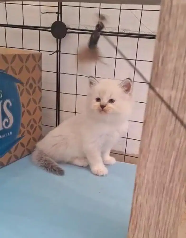 Ragdol Cakep motif polos