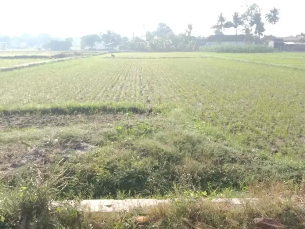Dijual Sawah Lokasi Madurejo Prambanan