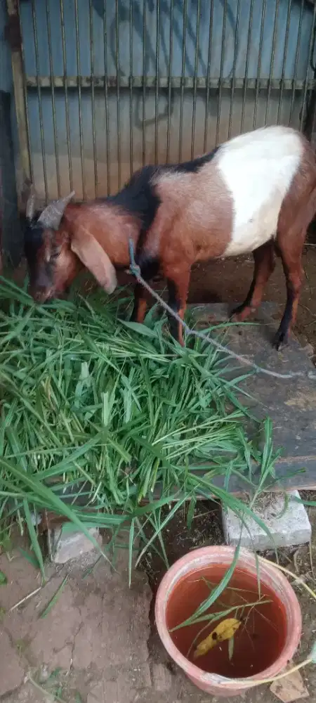 Kambing kampung jantan
