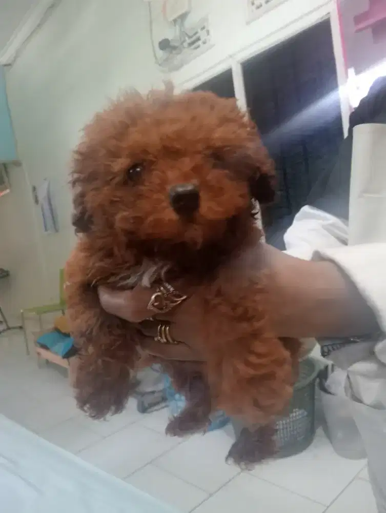 Dijual anjing ras poodle,pom,maltis,dll