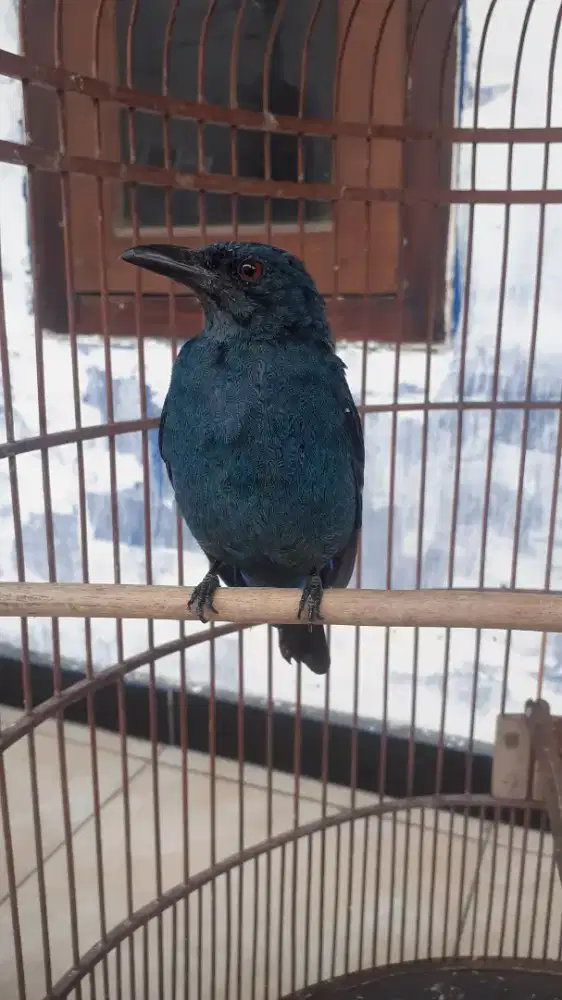 Cucak Biru Trotol Jantan Jumbo