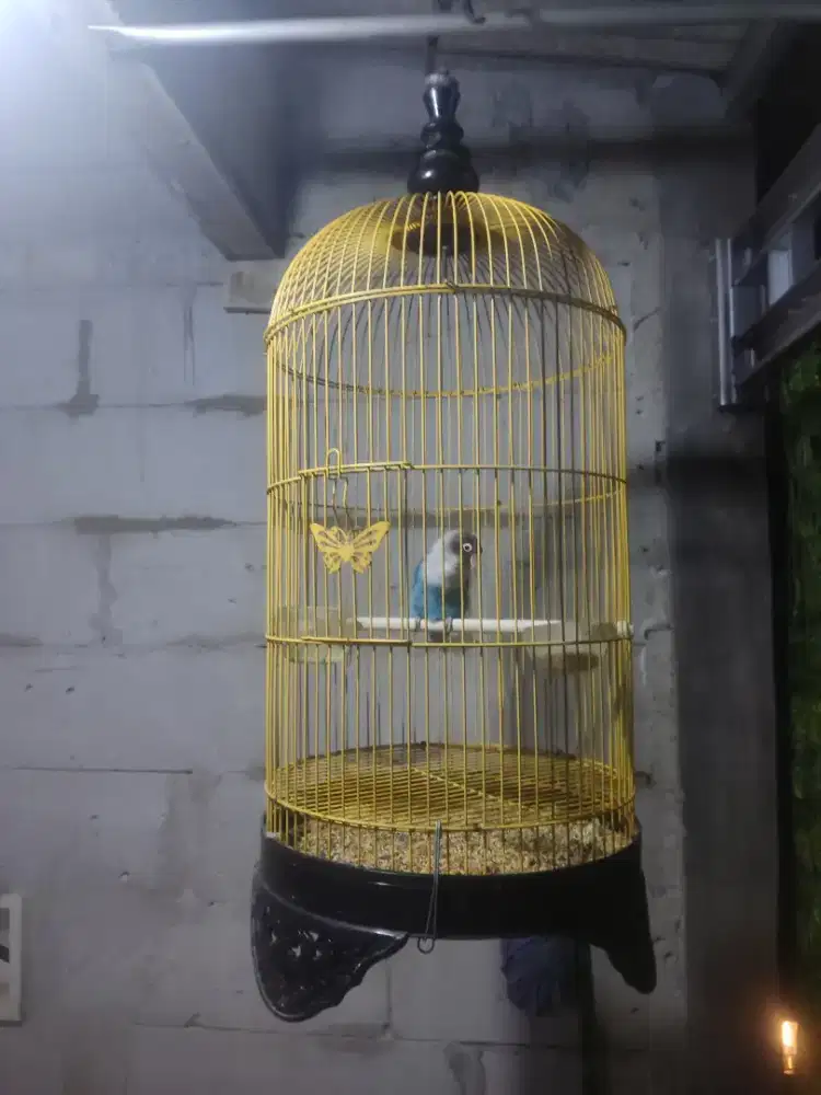 Lovebird cobalt sama kandang nya