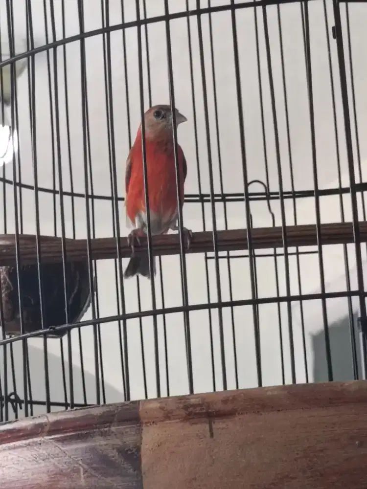 Jual red siskin dobel delute