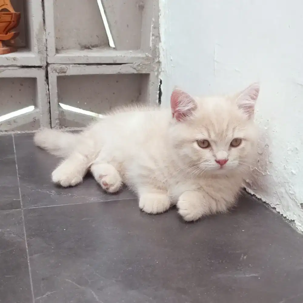 Kucing Munchkin Minuet British Cream Tabby Jantan