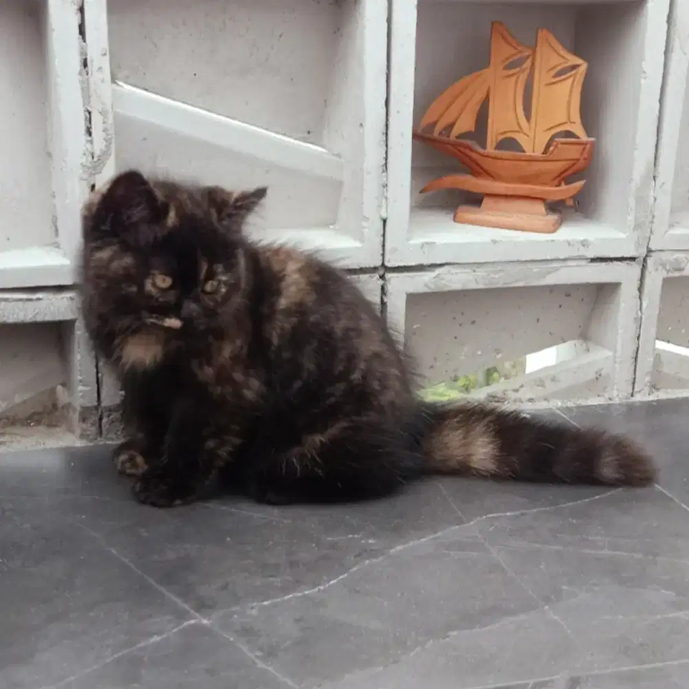 Kucing Non-Standard Munchkin Minuet British Black Tortie Betina