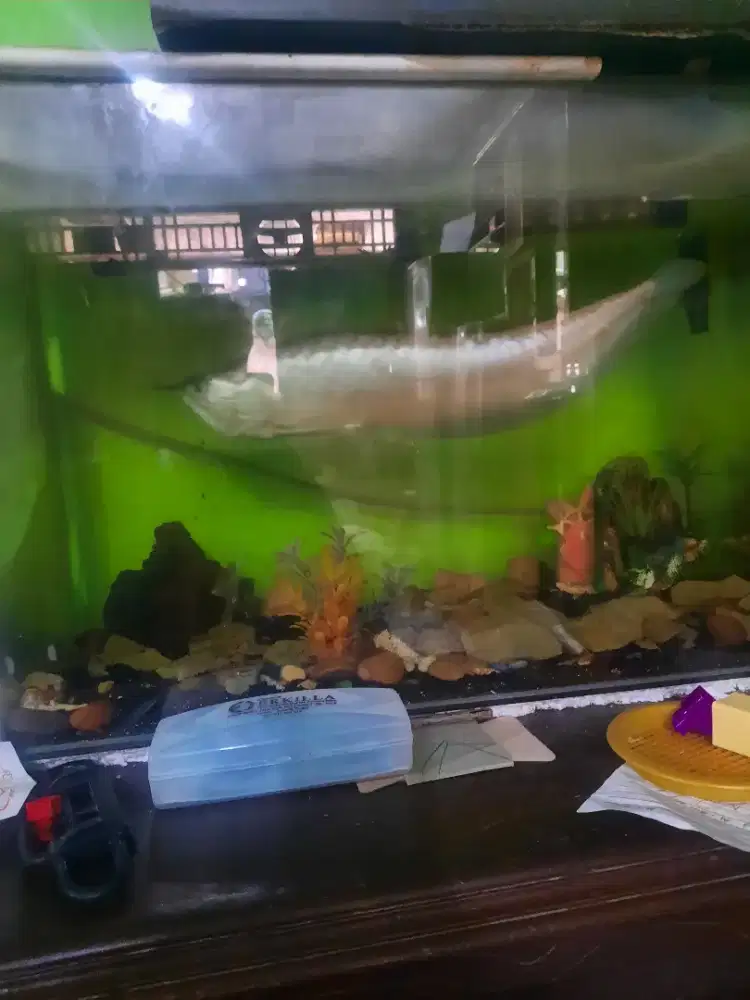 Aneka satwa & ikan hias borongan