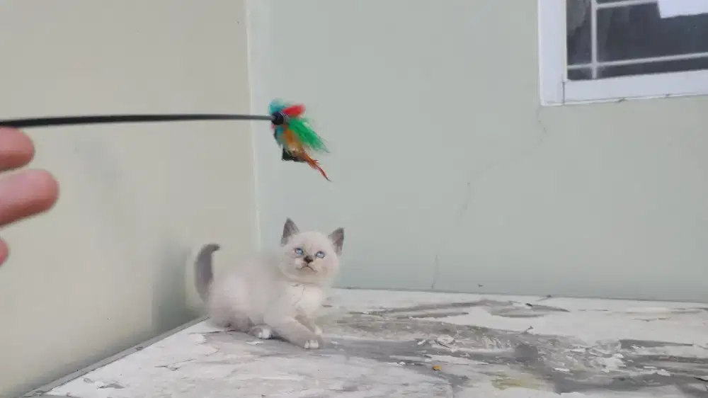 Kucing kitten british shorthair seal point / himalaya/ anggora/ persia