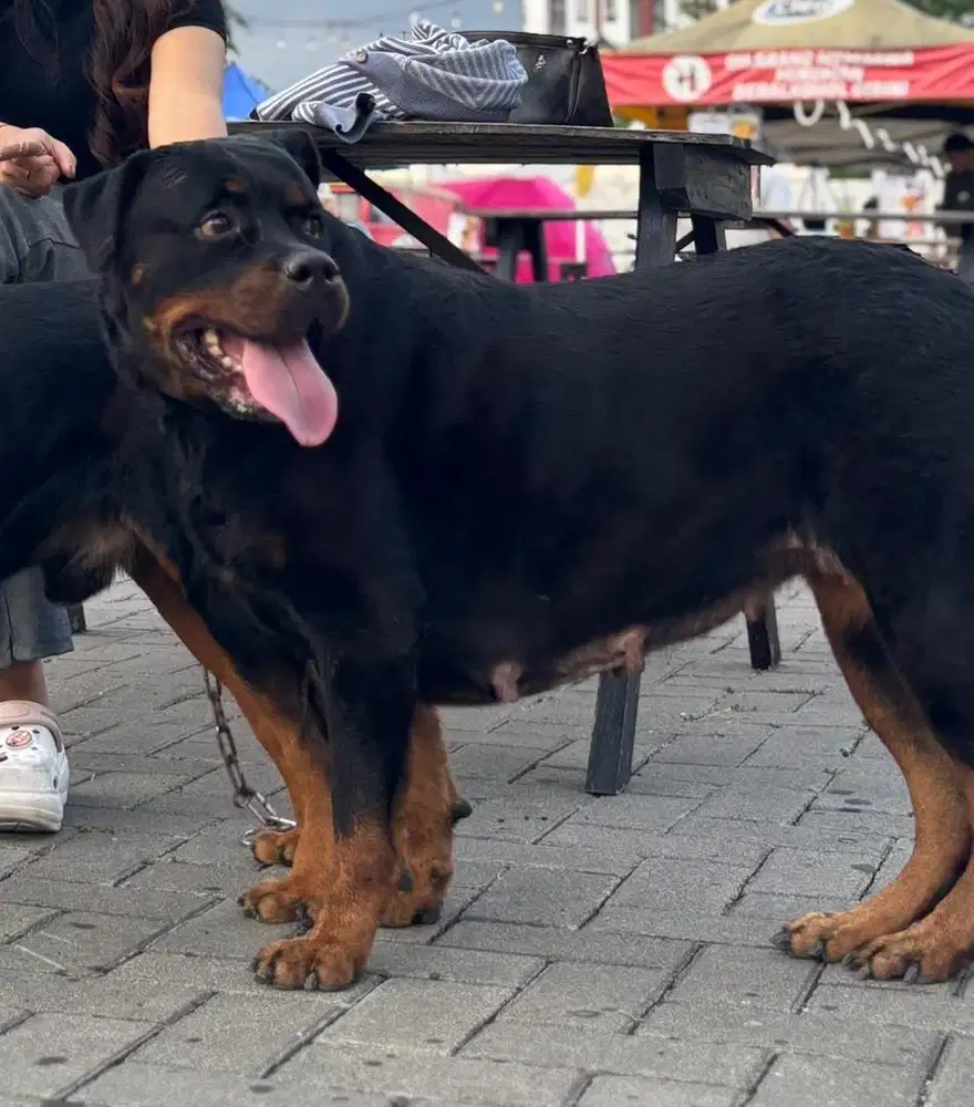 Indukan Rottweiler