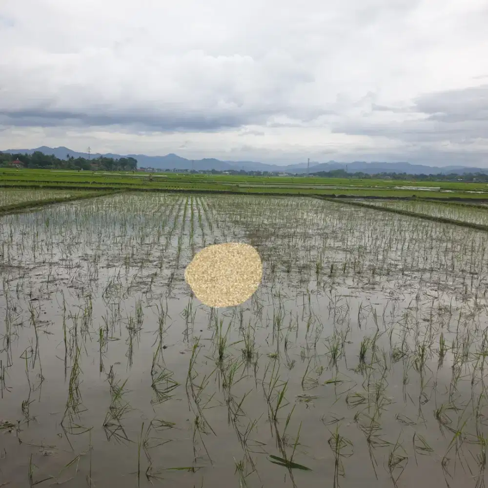 Dijual Sawah 50 Ubin – Gunungmujil, Dekat Pemukiman & Irigasi