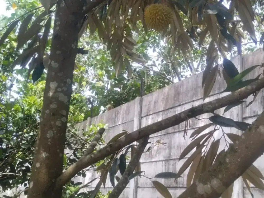 Lahan Kebun bonus rumah di Parung panjang bogor