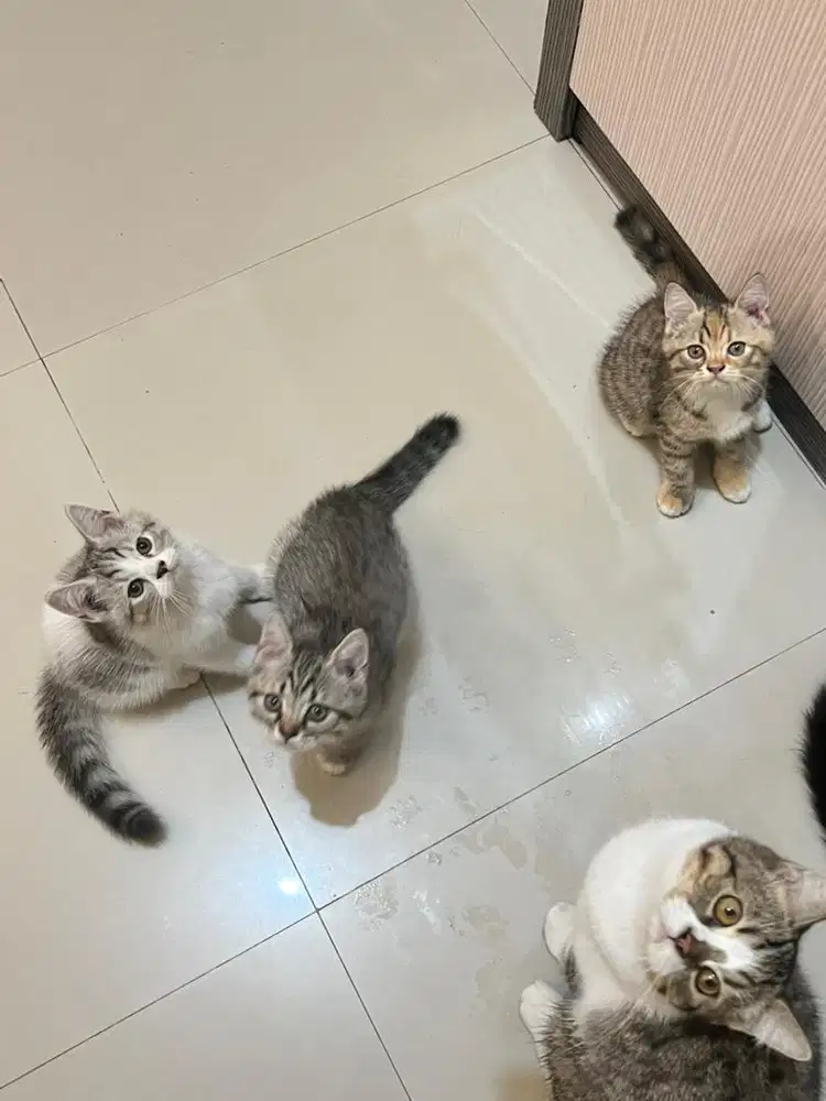 3 anak kucing Scottish straight (short hair) lincah,aktif, sehat