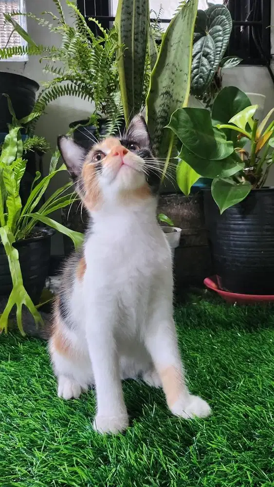 Open Adopt kitten betina