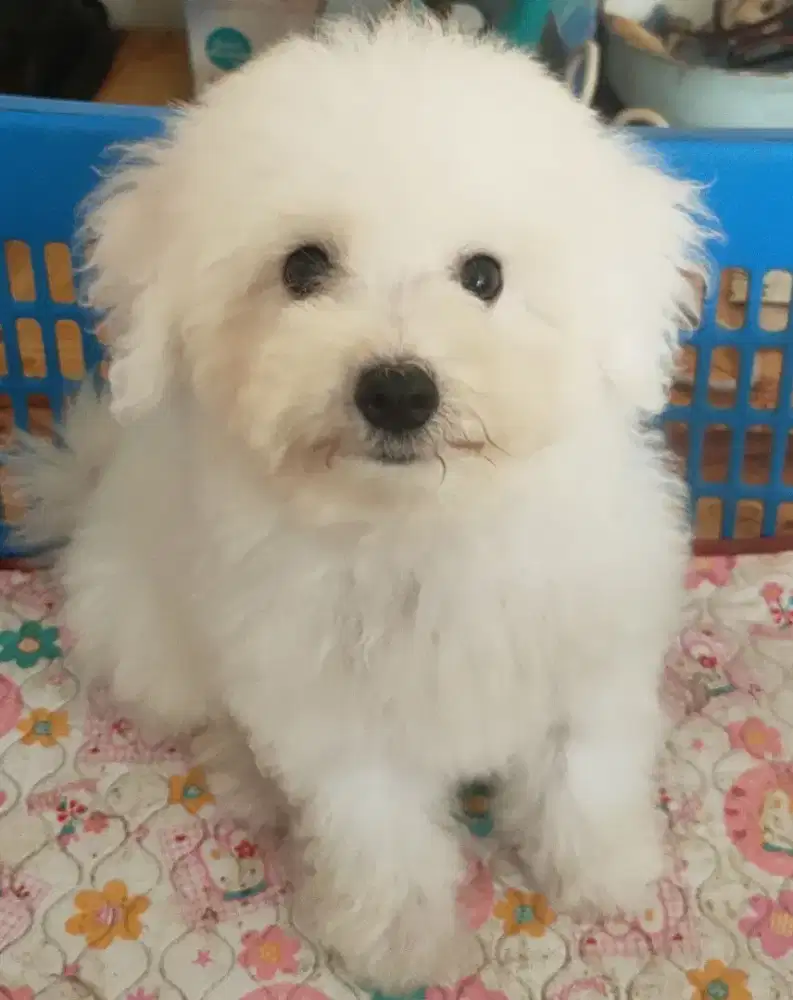 DI JUAL MURAH BICHON FRISE JANTAN STAMBUM VAKSIN KUALITAS BAGUS