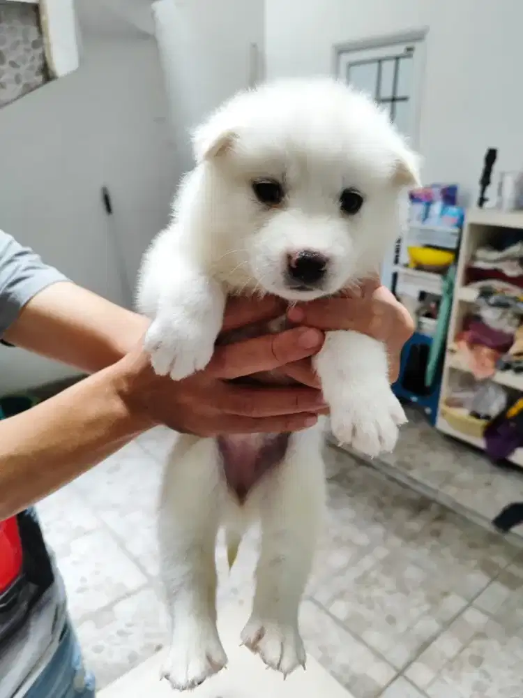 Dijual Samosky Berkualitas