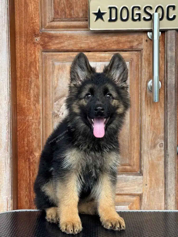 Puppy German Shepherd, Si Kecil Penuh Semangat!