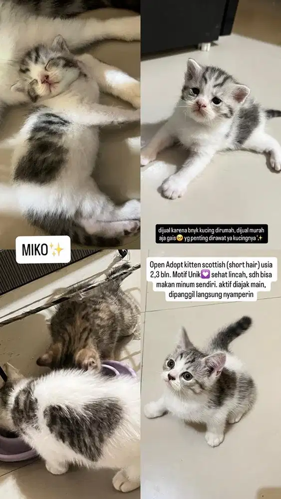 Open Adopt kitten ada ras scottish straight (induknya) usia 2,3bln