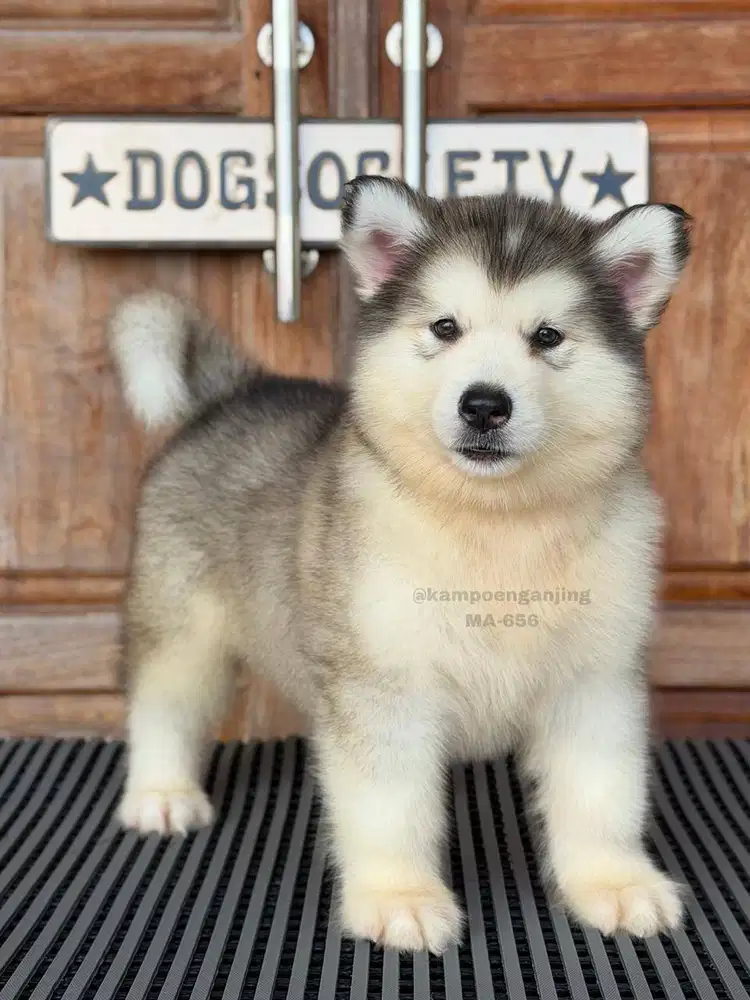 Alaskan Malamute, Anjing Berbulu Tebal yang Menggemaskan!