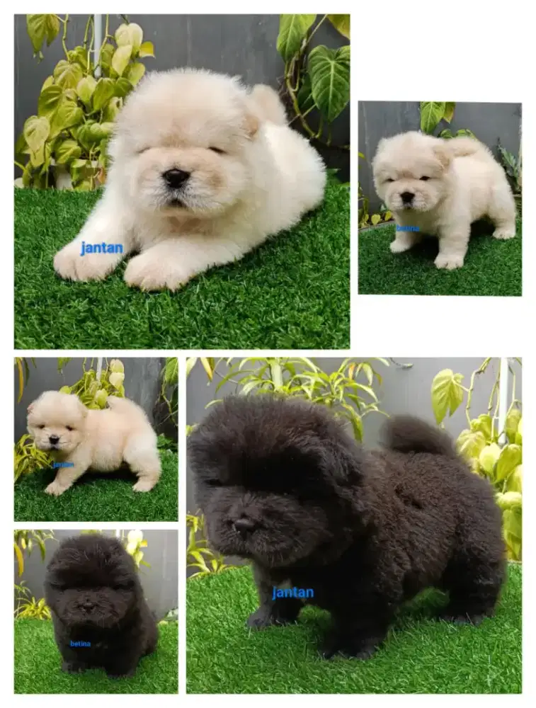 ANJING CHOW CHOW BEST QUALITY