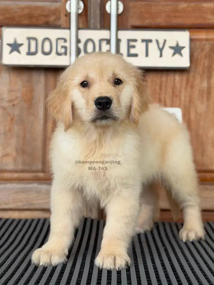 Puppy Golden Retriever, Si Kecil Manis Penuh Kasih Sayang!