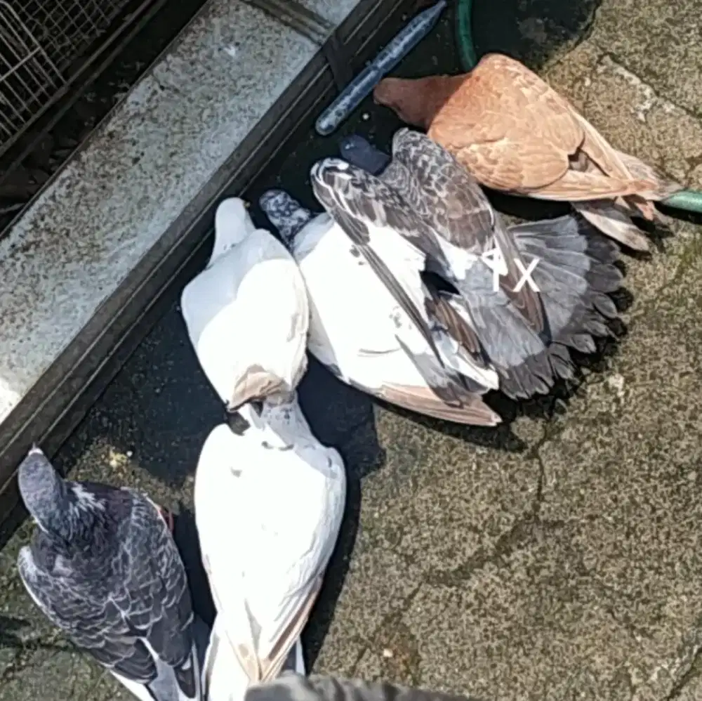 Burung dara obral BU