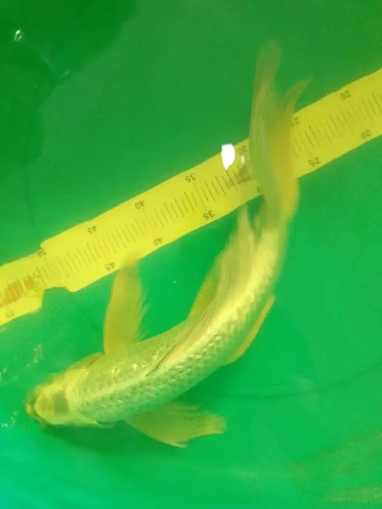 Ikan koi jenis Slayer Mukashi 42cm