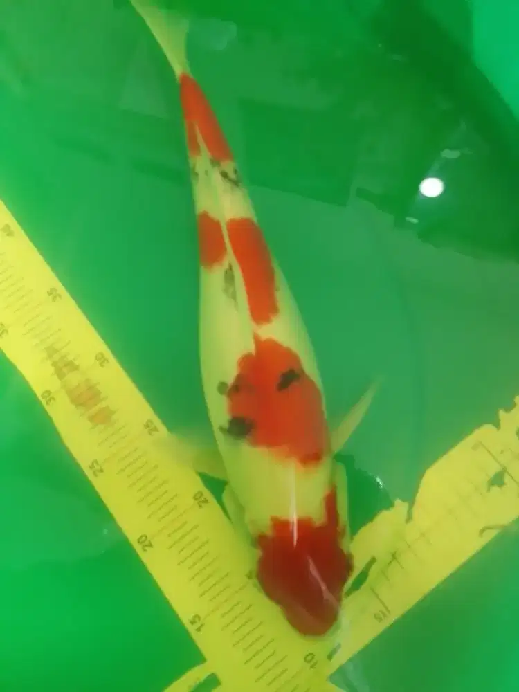 Ikan koi jenis SANKE 40cm female