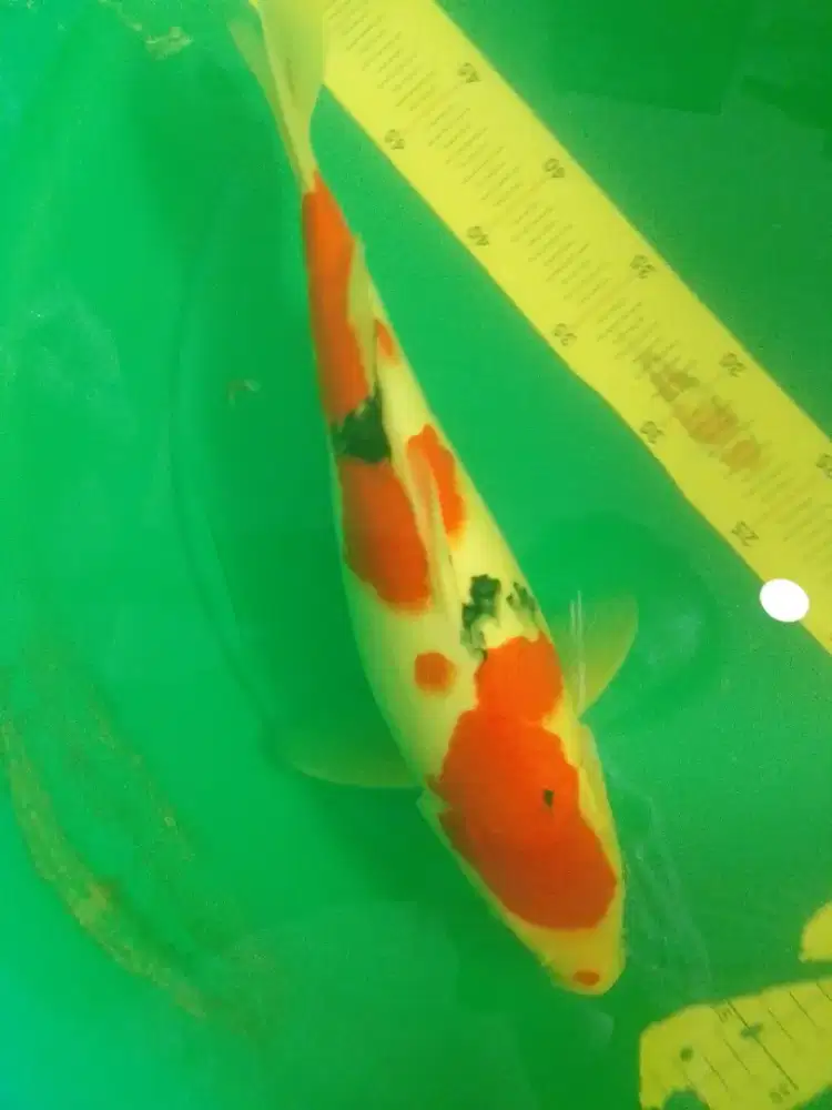 Ikan koi jenis SANKE 40cm betina HQ