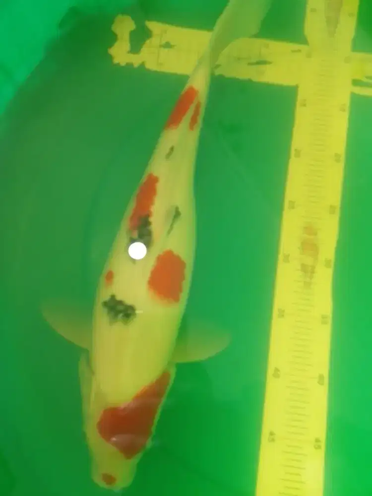 Ikan koi jenis SANKE 40cm bagus pola original