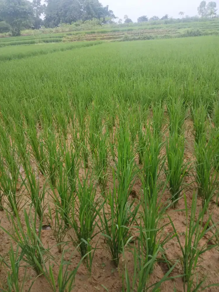 Dijual sawah proudktif