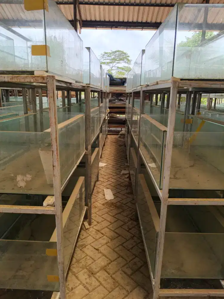 Aquarium dan rak untuk farm ikan