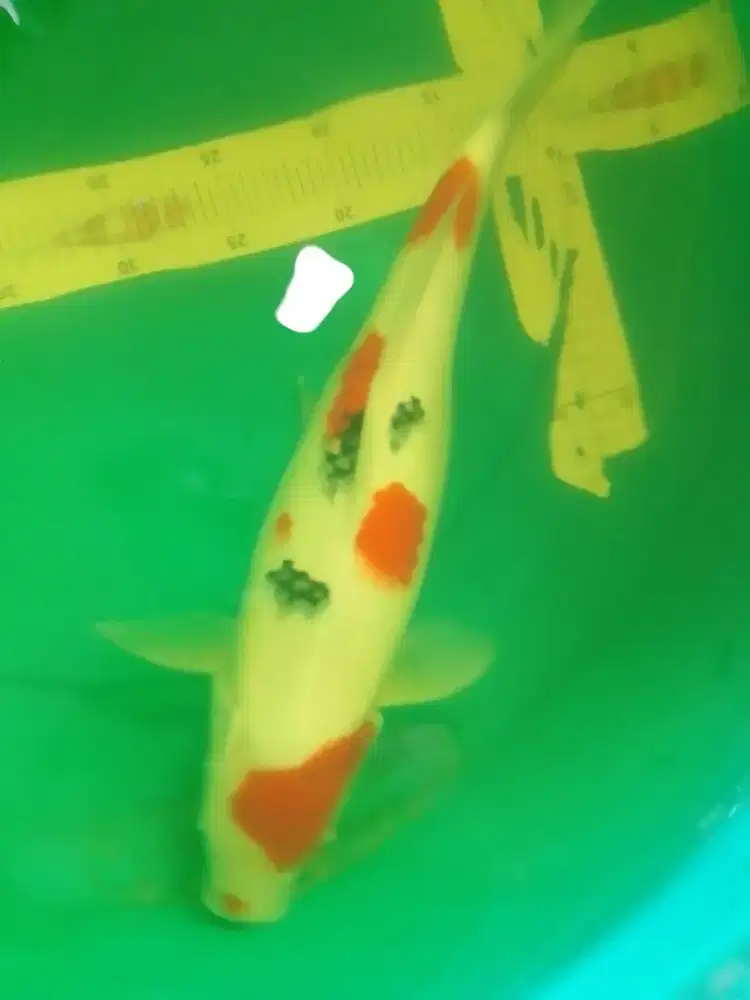 Ikan koi jenis SANKE 40cm HQ