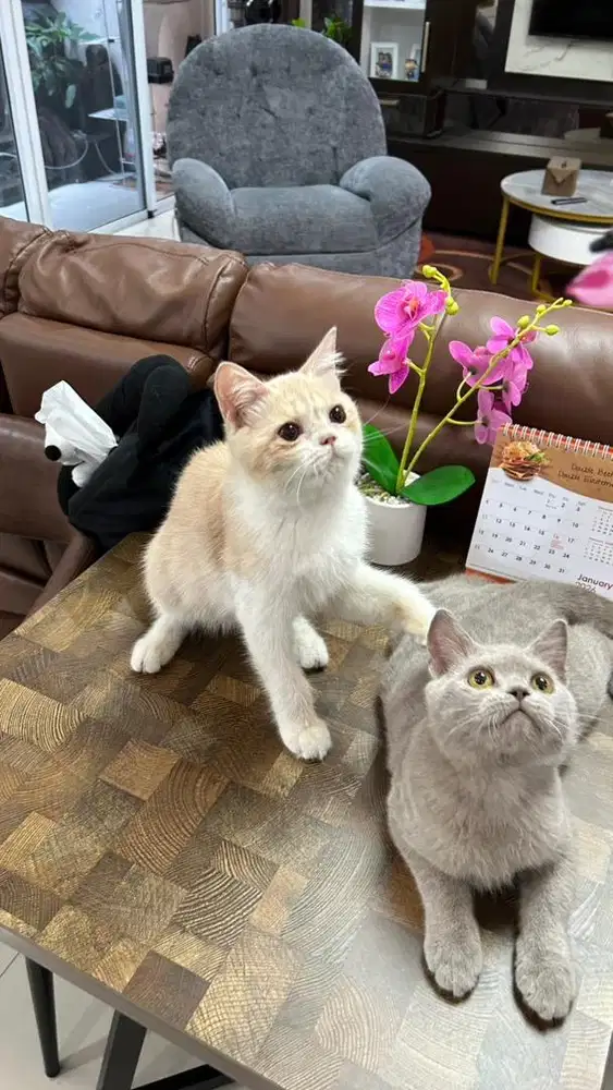 BSH kitten 5 bulan jantan