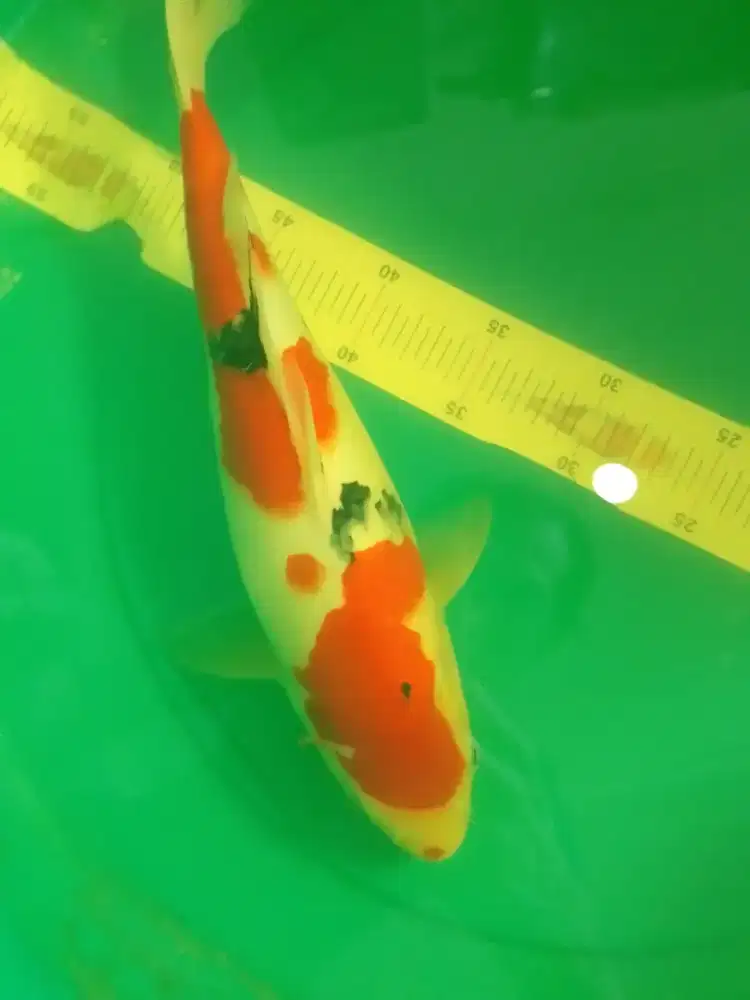 Ikan koi jenis SANKE 40cm female HQ
