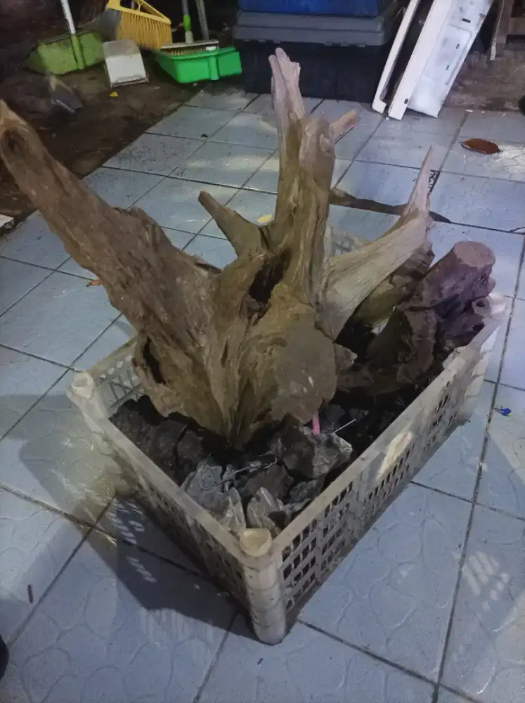 batu dan akar aquascpe