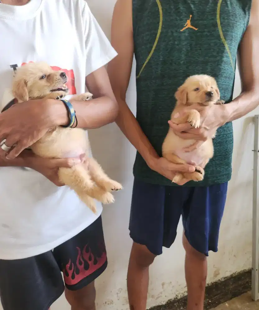 Puppy Golden Retriever Big Bone Male Stambum Microchip