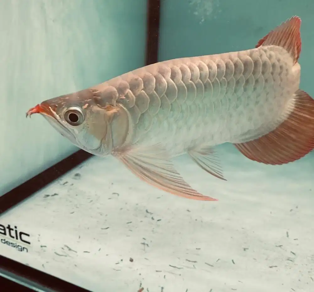 Ikan Arowana SR short body semi king