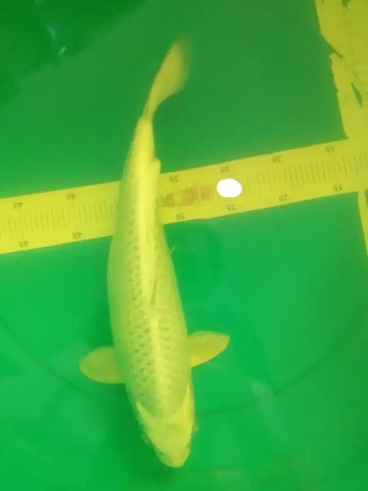 Ikan koi jenis Mukashi 42cm bagus