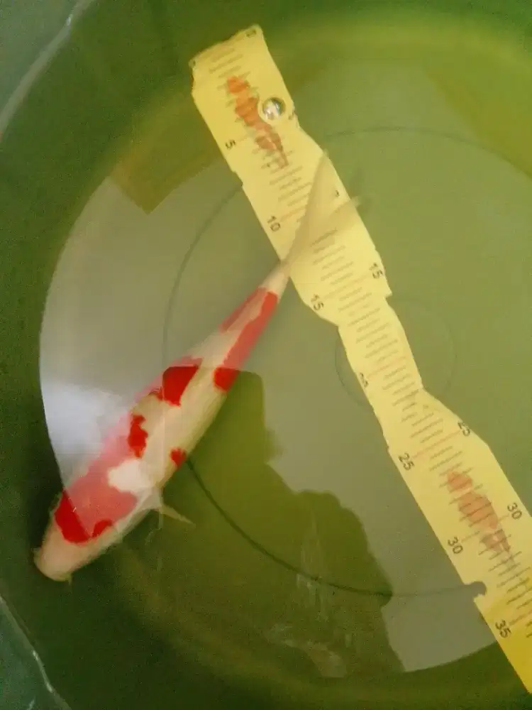 Ikan koi jenis Kohaku Pola Sakura 28cm