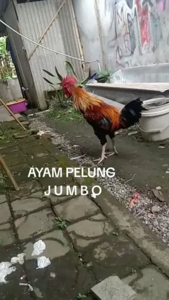 Ayam Pelung Jantan Jumbo