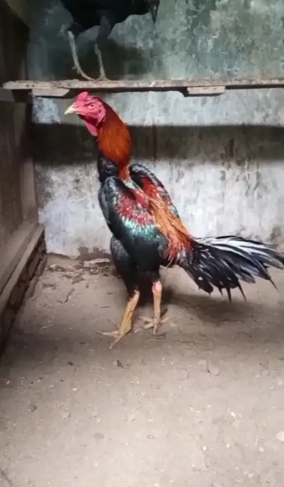 Ayam bangkok katuranggan beras tumpah asli