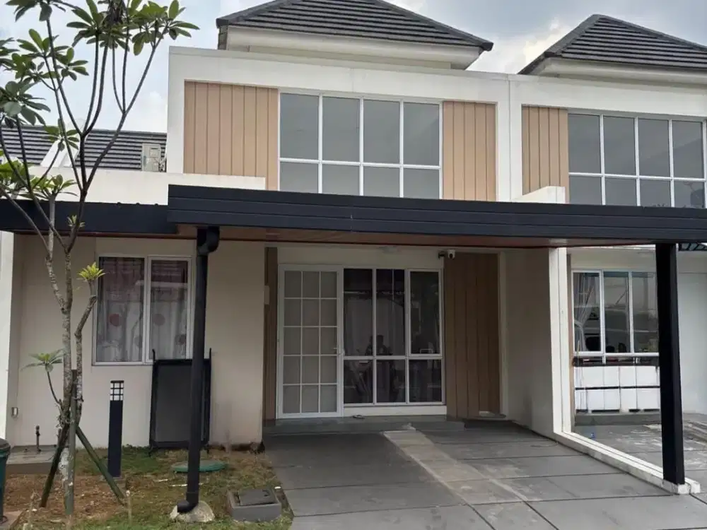 DIJUAL - CLUSTER ASTER - PARAMOUNT PETALS