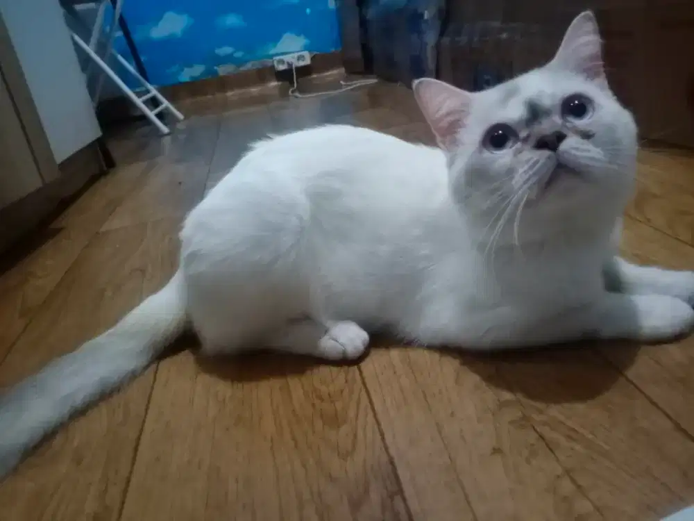 Lepas Adopsi kucing Jantan