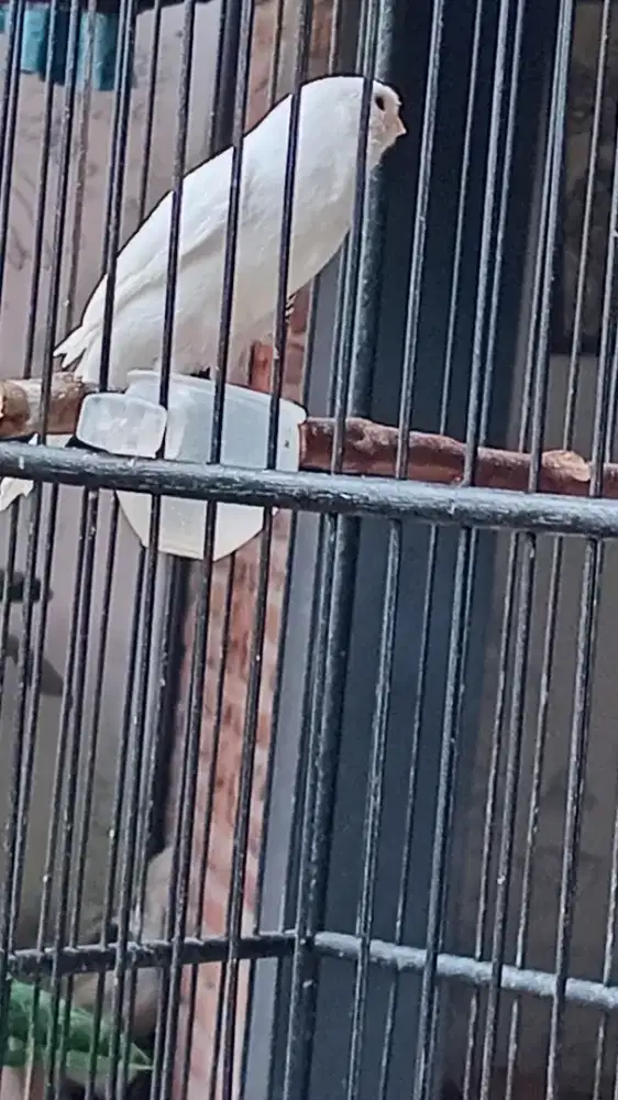 Kenari putih bersih, burung saja