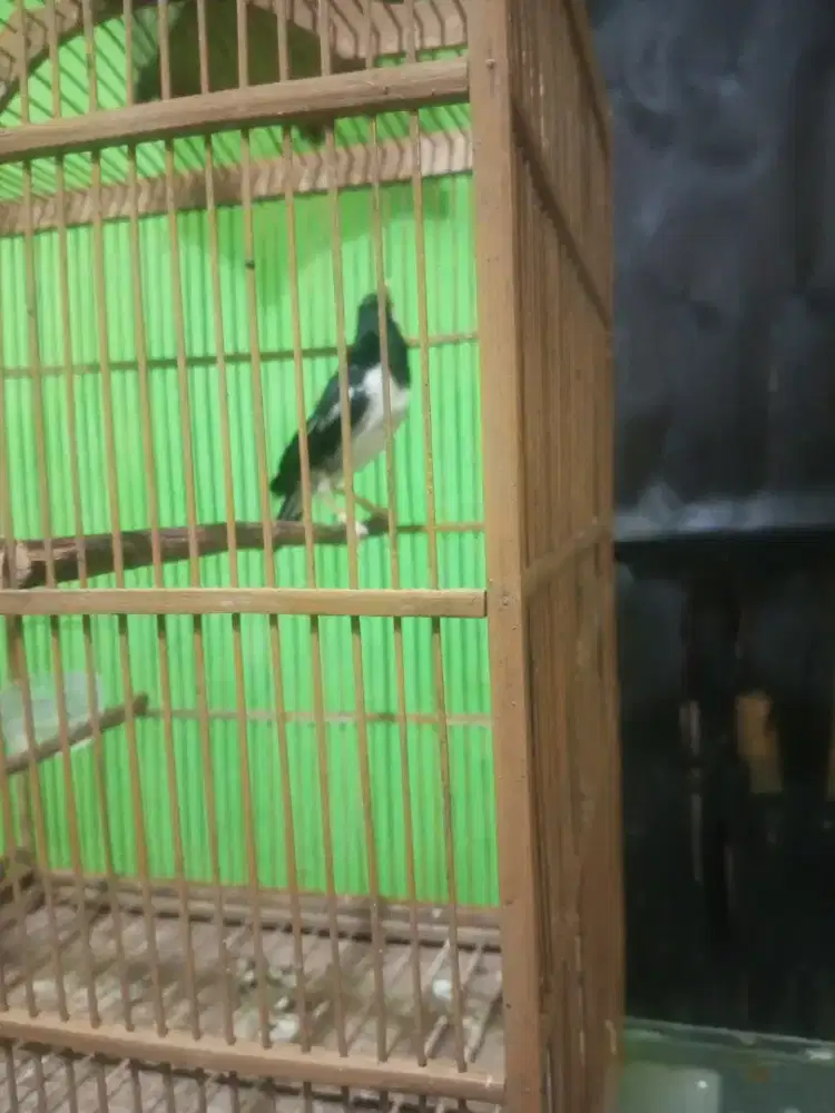 Burung Jalak malaysia