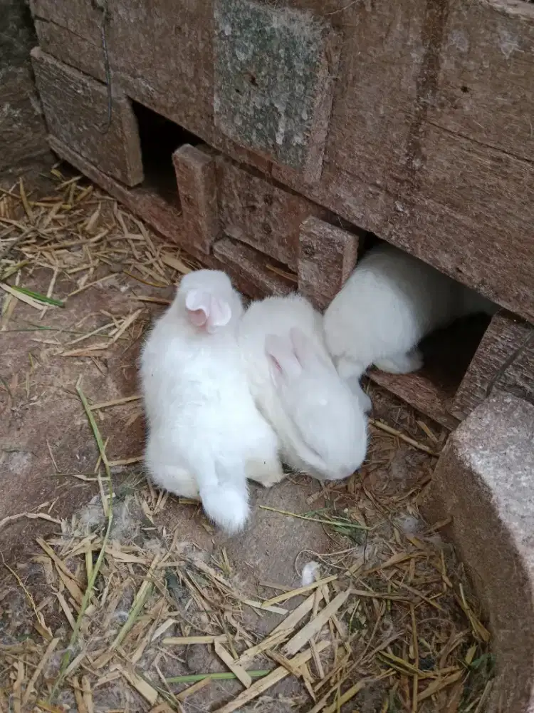 Anak Kelinci putih lokal