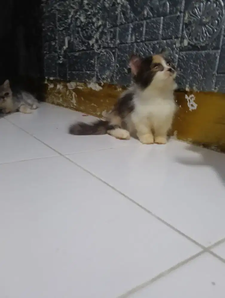 Kucing Munchkin calico