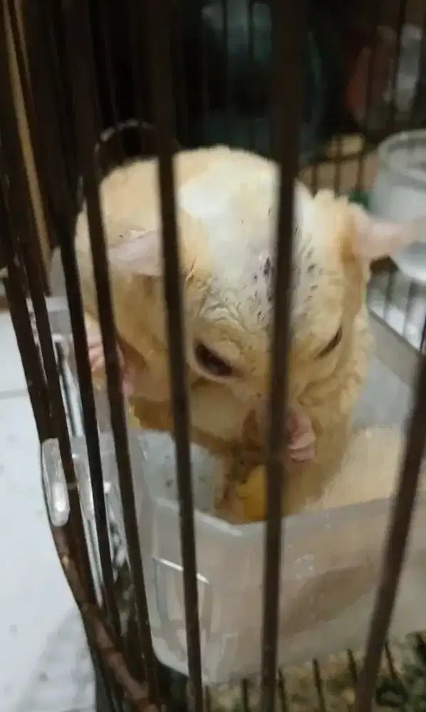 Sugar Glider creamino gemoy