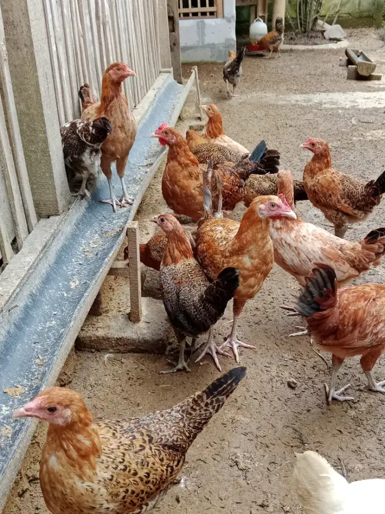 Pullet ayam Elba dan Golden Arab