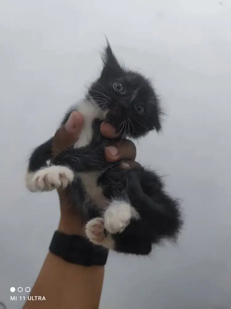 Lepas Adopsi Kucing Persia Tuxedo