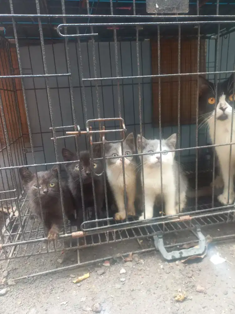 Open Adopt Kitten BSH Turunan Ped WCF